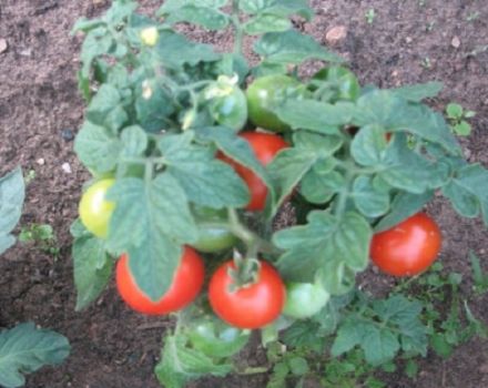 Opis i cechy odmiany pomidora Plyushkin f1