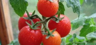 Kuvaus tomaattilajikkeesta Gavroche ja sen ominaisuuksista