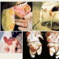 Liellopu mutes un nagu sērgas izraisītājs un simptomi, govju ārstēšana un iespējamās briesmas