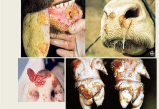 The causative agent and symptoms of foot and mouth disease in cattle, treatment of cows and possible danger