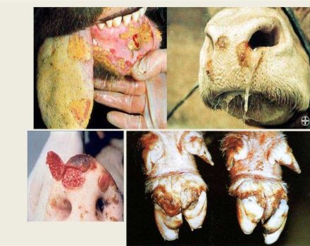 The causative agent and symptoms of foot and mouth disease in cattle, treatment of cows and possible danger