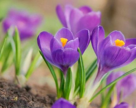 Planting, growing and caring for crocuses in the open field