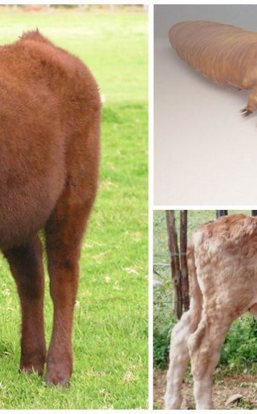Simptomi demodikoze kod goveda, liječenje potkožnih krpelja i prevencija