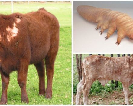 Príznaky demodikózy u hovädzieho dobytka, liečba subkutánneho kliešťa a prevencia