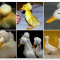 Las 5 mejores razas de patos copetudos y su descripción, pros y contras y reglas de reproducción