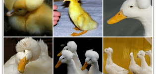 Las 5 mejores razas de patos con mechón y su descripción, pros y contras y reglas de reproducción.