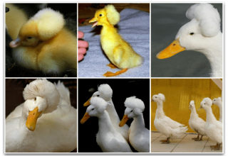 Las 5 mejores razas de patos con mechón y su descripción, pros y contras y reglas de reproducción.