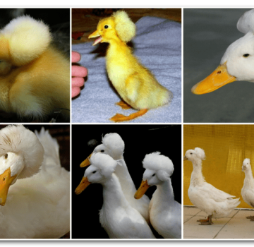 Топ 5 раса патуљастих патки и њихов опис, предности и недостаци и правила узгоја