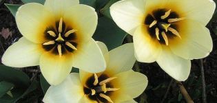 Descripción de variedades de tulipanes botánicos, características de plantación y cuidado.