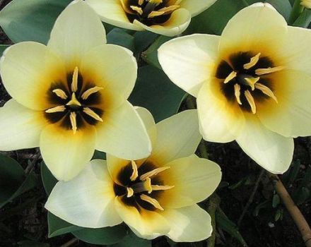 Description of varieties of botanical tulips, planting and care features