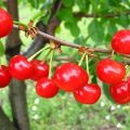 Characteristics and description of the early Shpanka cherry cultivar, pollinators and varieties
