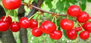 Characteristics and description of the early Shpanka cherry cultivar, pollinators and varieties