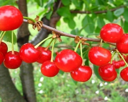 Caratteristiche e descrizione delle prime cultivar di ciliegio Shpanka, impollinatori e varietà