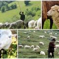 Rules and norms for grazing sheep per hectare, how much grass is eaten per hour