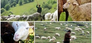 Quy tắc và định mức chăn thả cừu trên một ha, bao nhiêu cỏ ăn một giờ