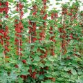 Rote Johannisbeeren auf freiem Feld pflanzen, anbauen und pflegen