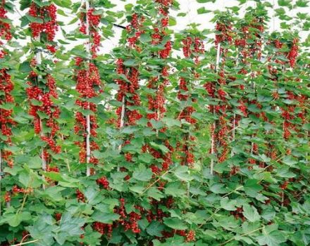 Plantar, cultivar y cuidar grosellas rojas en campo abierto