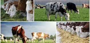 Bestimmung der Futterkühe und Vorbereitung der Ration unter Berücksichtigung des Futterverbrauchs