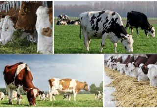 Détermination des vaches fourragères et préparation de la ration en tenant compte de la consommation d'aliments