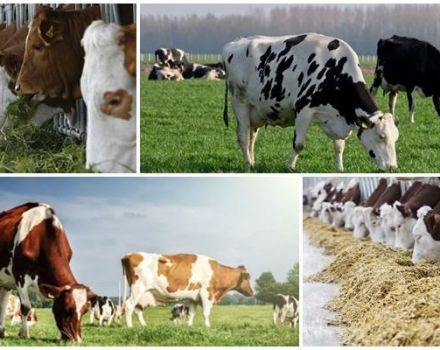 Bestimmung der Futterkühe und Vorbereitung der Ration unter Berücksichtigung des Futterverbrauchs