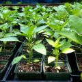 Príčiny a liečba chorôb papriky, keď sadenice majú pupienky a listy zvlnené