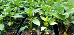 Causes and treatment of diseases of peppers, when seedlings have pimples and leaves curl