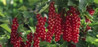 Opis i cechy odmiany czerwonej porzeczki Rovada, sadzenie i pielęgnacja