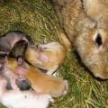 How many days after the birth can you start to happen the rabbit and technology