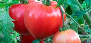Description of the Juliet tomato variety, its characteristics