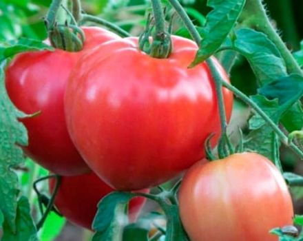 Beschreibung der Tomatensorte Juliet, ihre Eigenschaften