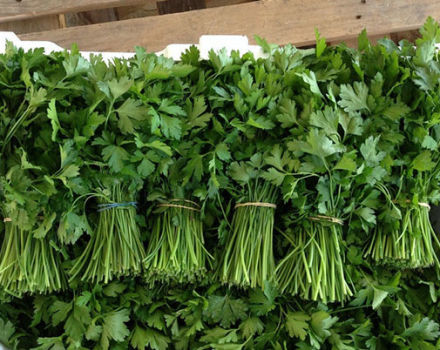 How to keep cilantro for the winter and can it be frozen