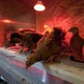 Duración de las horas de luz para las gallinas ponedoras en invierno, normas y régimen de iluminación.