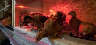 Varighed af dagslys for æglæggende høner om vinteren, regler og belysningsregime