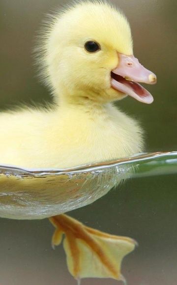 Evde ishali tedavi etmek ve önleme için ördek yavrularına ne verilir
