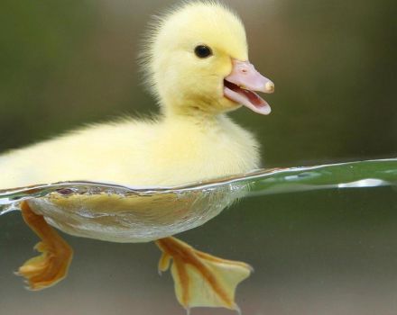 Što dati patkama za liječenje proljeva kod kuće i prevenciju
