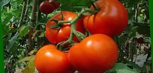 Perseus-tomaattikasvien lajikkeiden kuvaus ja ominaisuudet