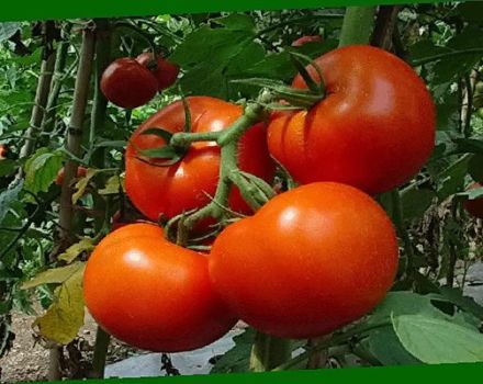 תיאור ותכונות של גידול זנים של Perseus עגבניות
