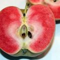 Vaaleanpunaisen helmen omenoiden kuvaus ja ominaisuudet, istutus- ja hoitosäännöt