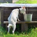 Why goats don't drink water and how to train them, what to do if they drank soap