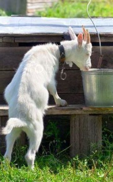 Зашто козе не пију воду и како их тренирати, шта да раде ако су пиле воду сапуна