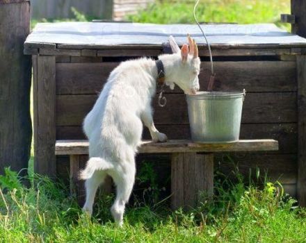 Why goats don't drink water and how to train them, what to do if they drank soap