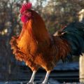 Μπορεί μια κότα χωρίς κόκορα να γεννήσει αυγά, χρειάζεται ένα πουλί για την παραγωγή αυγών;