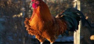 Czy kura bez koguta może znosić jaja, czy potrzebuje ptaka do produkcji jaj?