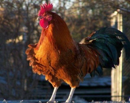 Kan een kip zonder haan eieren leggen, heeft ze een vogel nodig voor de eierproductie?