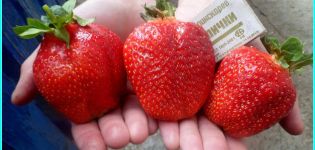 Beskrivelse og karakteristika for jordbærsorten Asien, udbytte og dyrkning