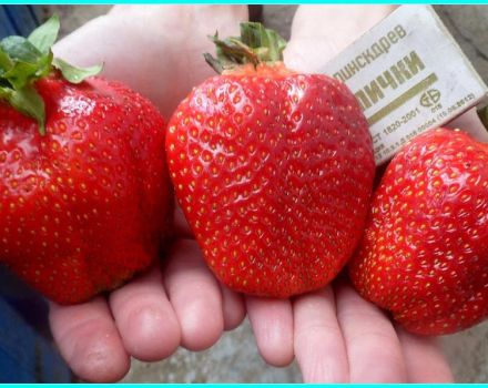 Paglalarawan at mga katangian ng iba't ibang strawberry sa Asya, ani at paglilinang