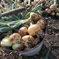 When do you need to harvest onions in the Moscow region and the region in 2020 for storage?