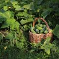 Salatalık çeşitlerinin tanımı Zümrüt ailesi, yetiştirme ve bakım özellikleri