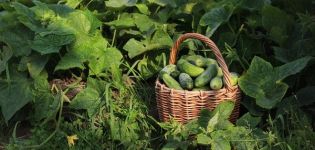 Description of the variety of cucumbers Emerald family, features of cultivation and care