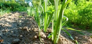 Control measures and treatment of onions from downy mildew (downy mildew)